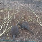 Výlet do ZOO 2016