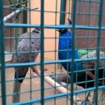 Výlet do ZOO 2016