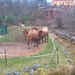 Výlet do ZOO 2016