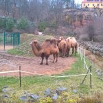 Výlet do ZOO 2016
